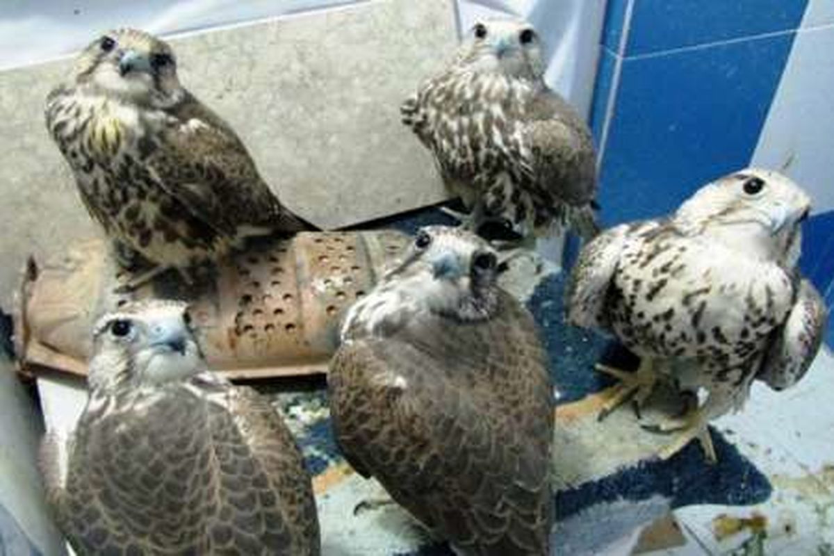ردپای زنده‌گیری پرندگان شکاری در شاهرود/ ۶ ماموریت انجام شد