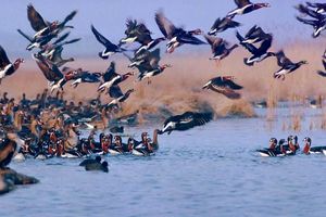 تالاب‌های همدان برای میزبانی از پرندگان مهاجر آماده است