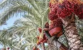 برداشت خرما در سایه بازار کرونا زده