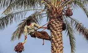 برداشت ۱۲۰ هزار تن محصول از نخیلات استان بوشهر