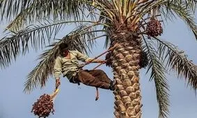 برداشت ۱۲۰ هزار تن محصول از نخیلات استان بوشهر