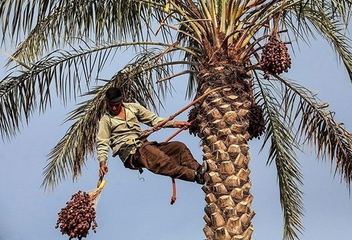برداشت ۱۲۰ هزار تن محصول از نخیلات استان بوشهر