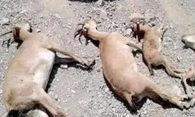 وجود ۱۸ کانون بیماری طاعون نشخوارکنندگان کوچک در فارس تایید شد