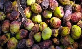 مبارزه با مگس مدیترانه ای در ۷۰۰ هکتار از باغات زیتون رودبار