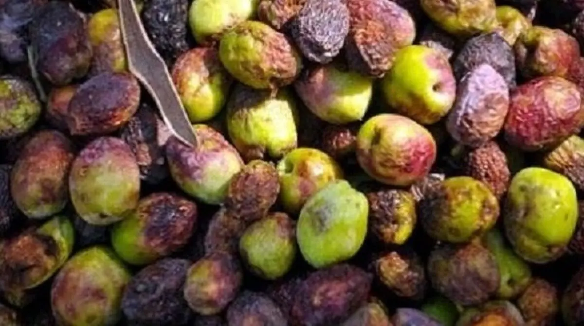 مبارزه با مگس مدیترانه ای در ۷۰۰ هکتار از باغات زیتون رودبار