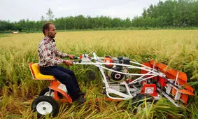 افزایش تاب‌آوری برنجکاران مازندران در برابر دلالان