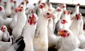 مرغداران فارس در انتظار تصمیم ملی برای حل مشکل نهاده‌ها