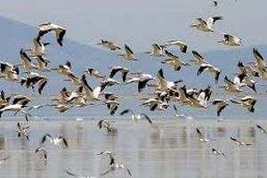 نخستین گروه از پرندگان مهاجر زمستانی مهمان طبیعت مازندران شدند