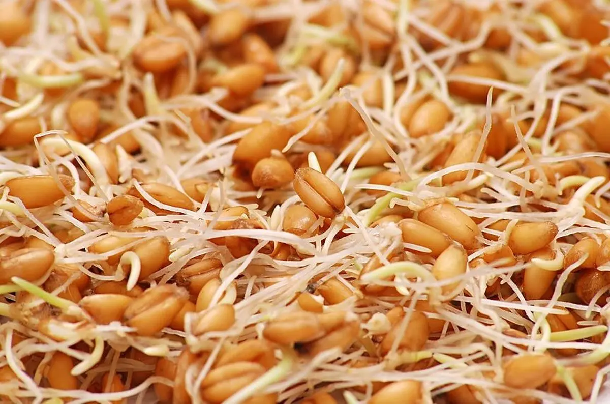 خواص جوانه گندم از خون سازی تا چاق کنندگی