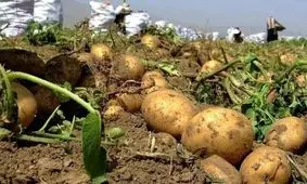 کشاورزان اردبیلی گرفتار در بازی بازار