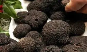 پرورش قارچ ترافل باغی، مسیری برای حفظ طبیعت و اشتغال گلستان