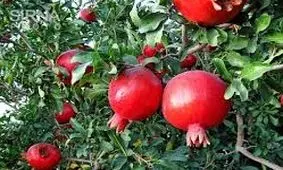 سه هزار تن انار گنبدکاووس آماده ورود به بازار