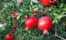 سه هزار تن انار گنبدکاووس آماده ورود به بازار
