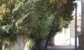 میامی، دیار درخت‌های سر برآورده از دل تاریخ