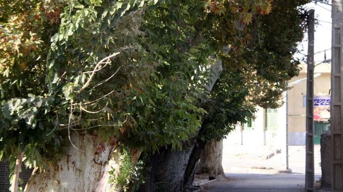 میامی، دیار درختهای سر برآورده از دل تاریخ