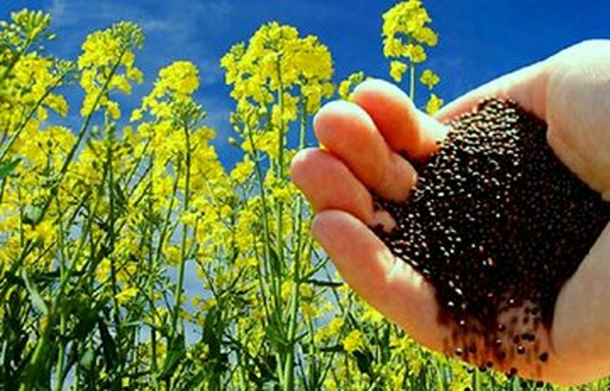 اما و اگرهای پیش روی کشت کلزا در آذربایجانغربی