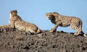 ۳۰ دستگاه دوربین تله وضعیت یوزپلنگ‌های جاجرم را رصد می‌کند