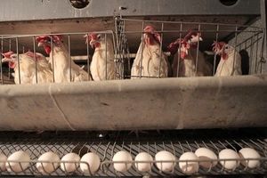 کمبود خوراک، مرغ های تخم گذار را روانه کشتارگاه کرد؟