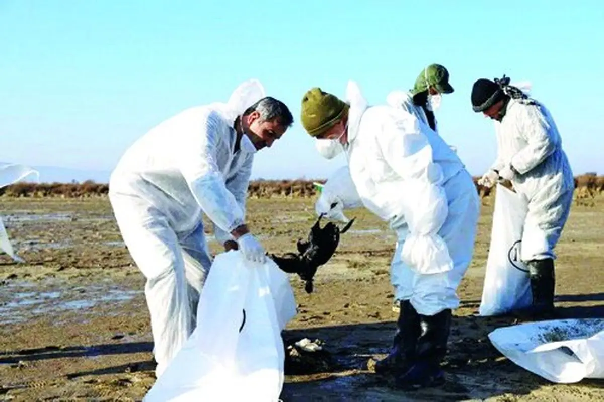 هشدار برای مقابله و کنترل ویروس آنفلوانزای فوق حاد پرندگان