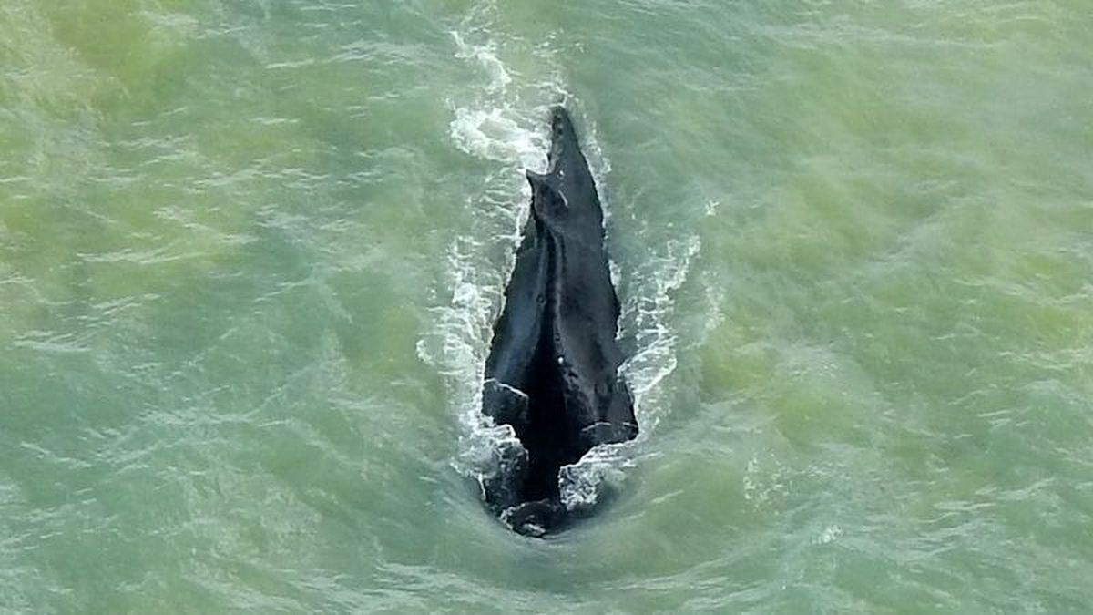 نهنگ گوژپشت از رودخانه تمساح‌ها نجات پیدا کرد