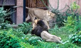 آخرین وضعیت «هیرمان» و «ایلدا» در باغ وحش ارم