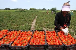 چشم امید گوجه‌کاران بوشهر به گشایش دروازه‌های صادرات