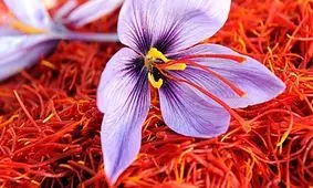 کشت زعفران در آذربایجان غربی ۱۷ درصد افزایش یافت