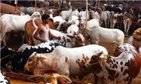 تعداد بیماران تب کنگو به 31 نفر رسید/سه نفر فوت کردند