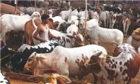 تعداد بیماران تب کنگو به 31 نفر رسید/سه نفر فوت کردند