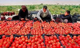 صف طولانی، صدای گوجه‌کاران اسدآبادی را درآورد