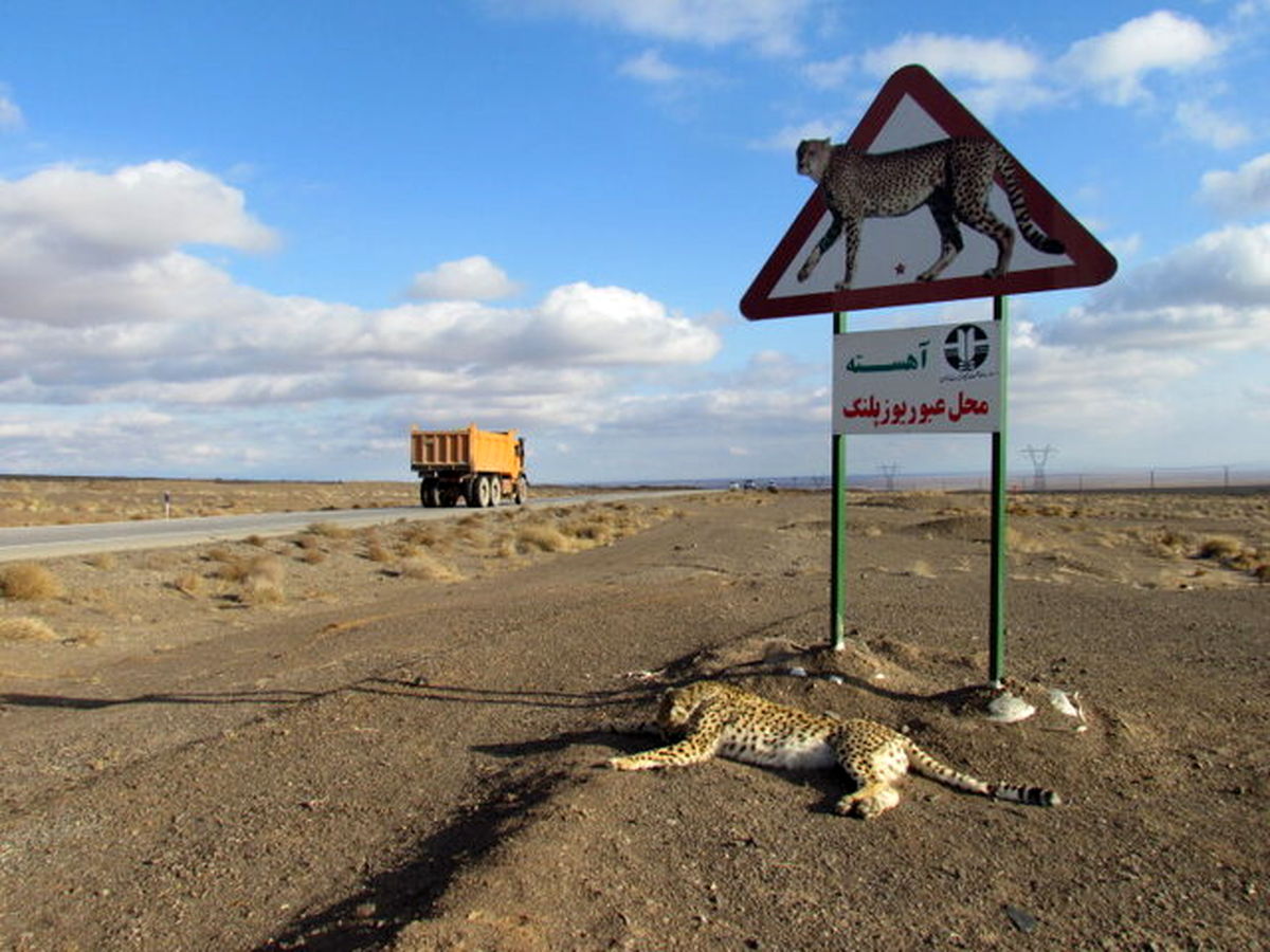 ماجرای ساخت جاده در مسیر زندگی یوزپلنگ‌های خراسان به کجا رسید؟