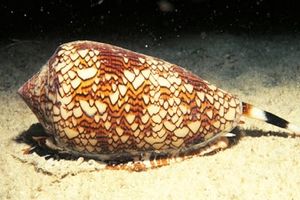 صدف مخروطی متنوع‌ترین گونه در میان جانوران دریایی است