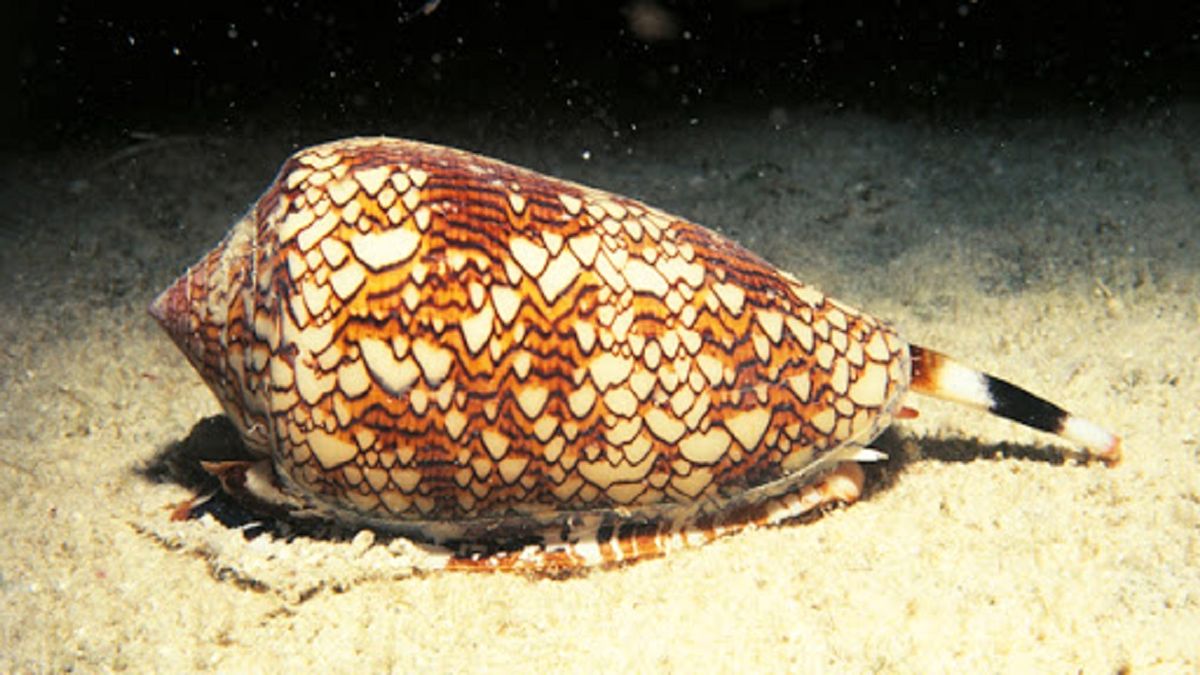 صدف مخروطی متنوع‌ترین گونه در میان جانوران دریایی است