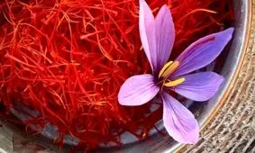 کشت پیازچه زعفران در اراضی شهرستان اهر