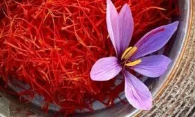 کشت پیازچه زعفران در اراضی شهرستان اهر