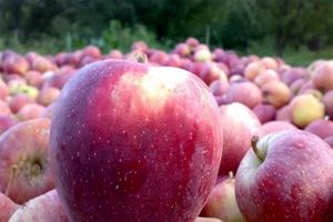 صادرات سیب از آذربایجان‌غربی هموار شد