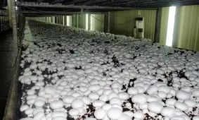 نکاتی درباره‌ پرورش قارچ‌ در خانه/ سرمایه را هدر ندهید