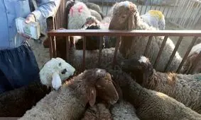 کشف ۳ میلیارد دام قاچاق در شهرستان چگنی