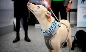 سگ‌ها برای تشخیص مبتلایان کرونا در فرودگاه هلسینکی فنلاند مستقر شدند