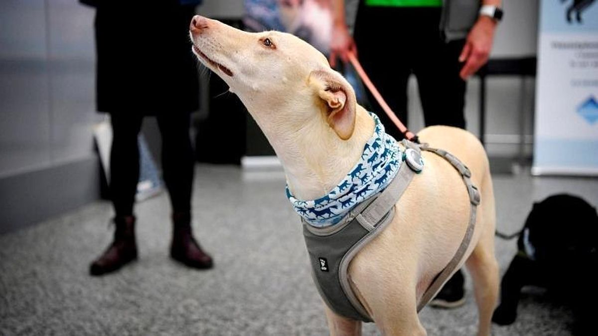سگ‌ها برای تشخیص مبتلایان کرونا در فرودگاه هلسینکی فنلاند مستقر شدند