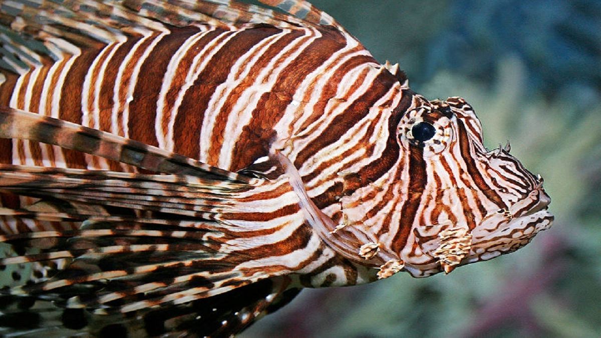 خطرناک‌ترین موجود دریایی سمی در جهان را بشناسید