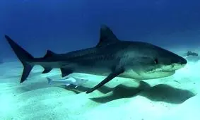 ماهیان غضروفی خلیج فارس در معرض خطر انقراض