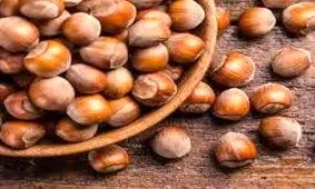 پیش‌بینی تولید بالغ بر ۲۱ هزار تن فندق در گیلان