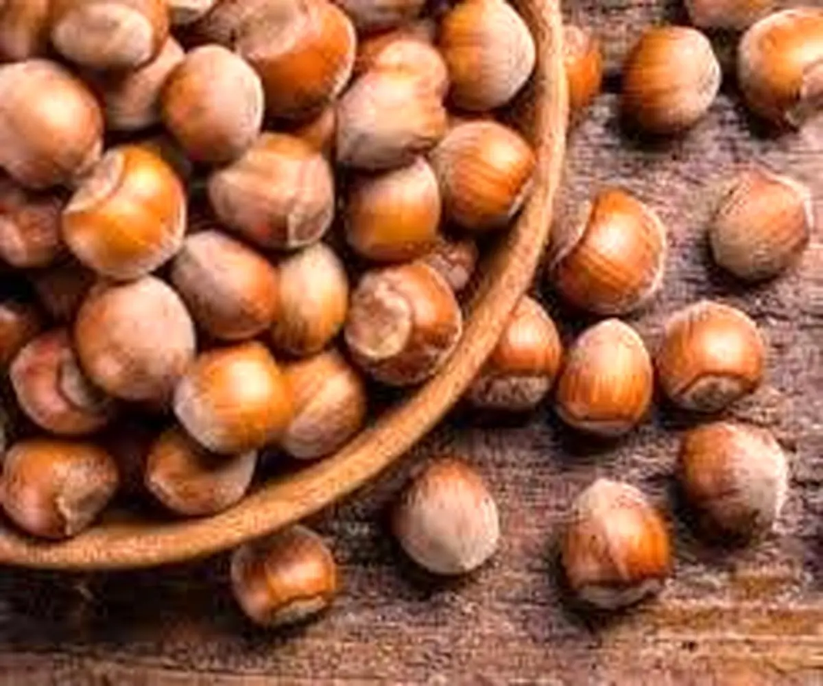 پیش‌بینی تولید بالغ بر ۲۱ هزار تن فندق در گیلان