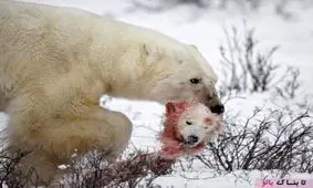 چرا برخی حیوانات بچه های خود را شکار می کنند و می خورند؟!