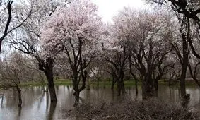 آب، راه و امنیت، سه چالش باغستان سنتی شهر قزوین