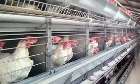 ۵۰ درصد تولید تخم مرغ در آذربایجان‌شرقی مازاد بر نیاز است