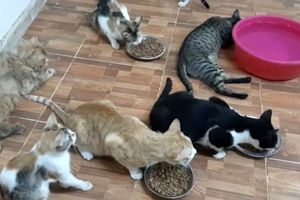 اخراج یک مستأجر اسپانیایی با ۱۱۰ گربه