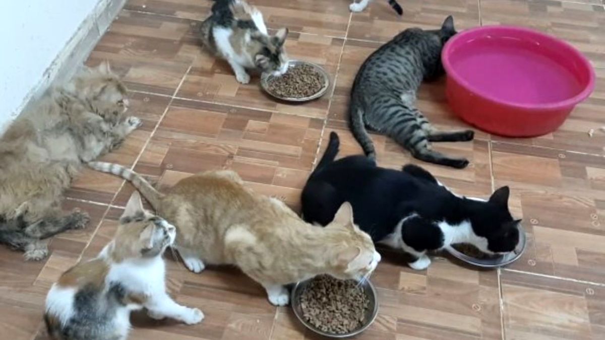 اخراج یک مستأجر اسپانیایی با ۱۱۰ گربه