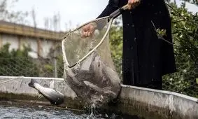زنگ خطر تعطیلی پرورش ماهی قزل‌آلا در مازندران به صدا در آمد